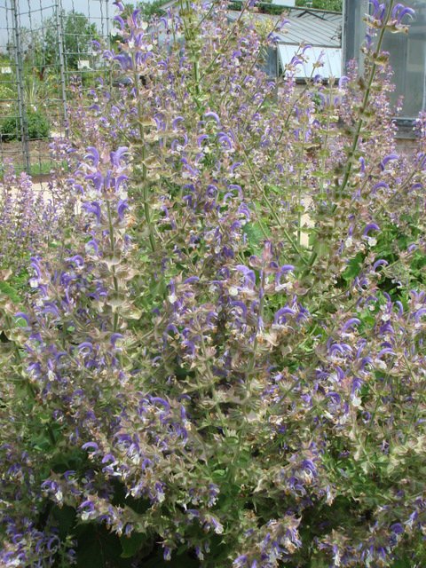 Salvia sclarea fleur